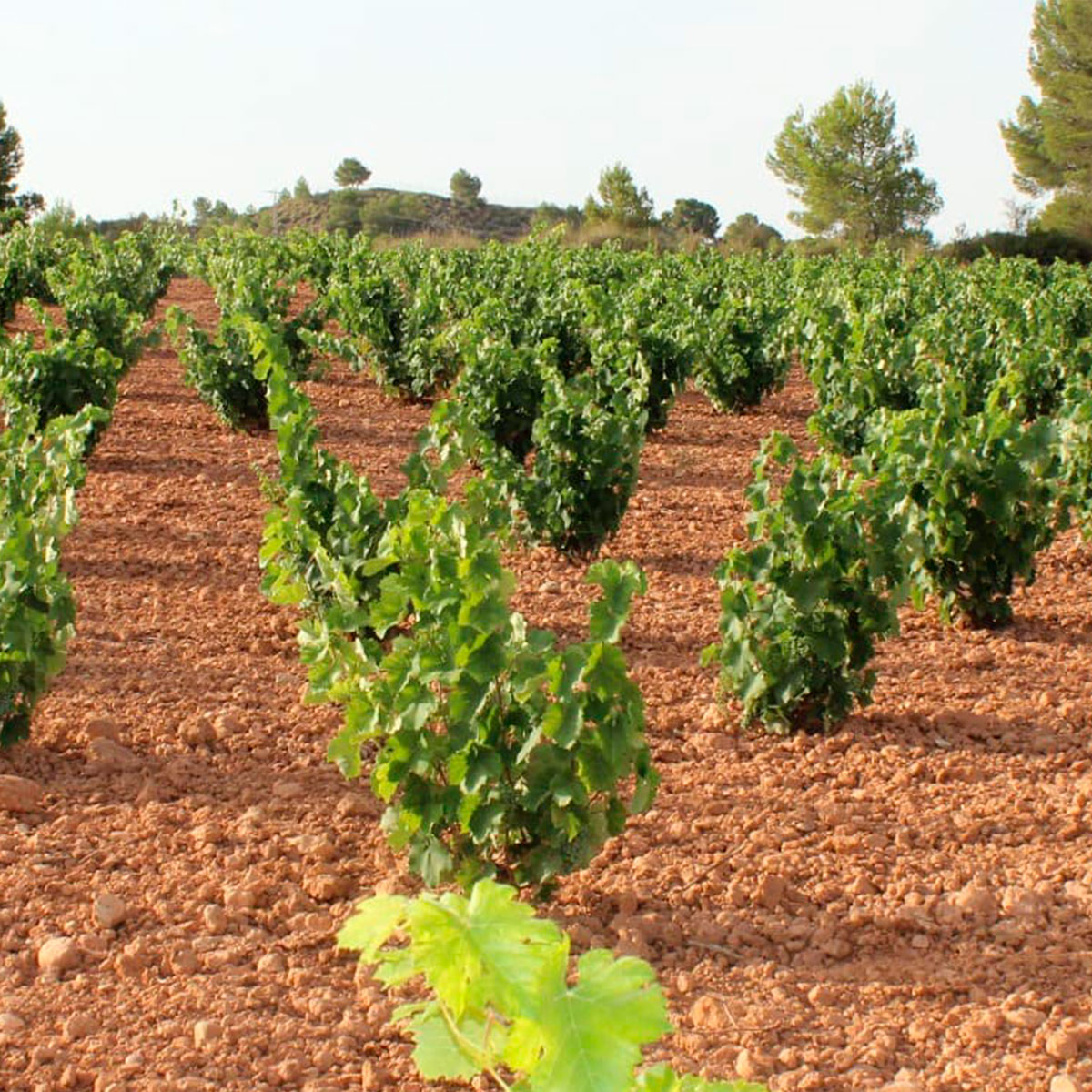 finca1