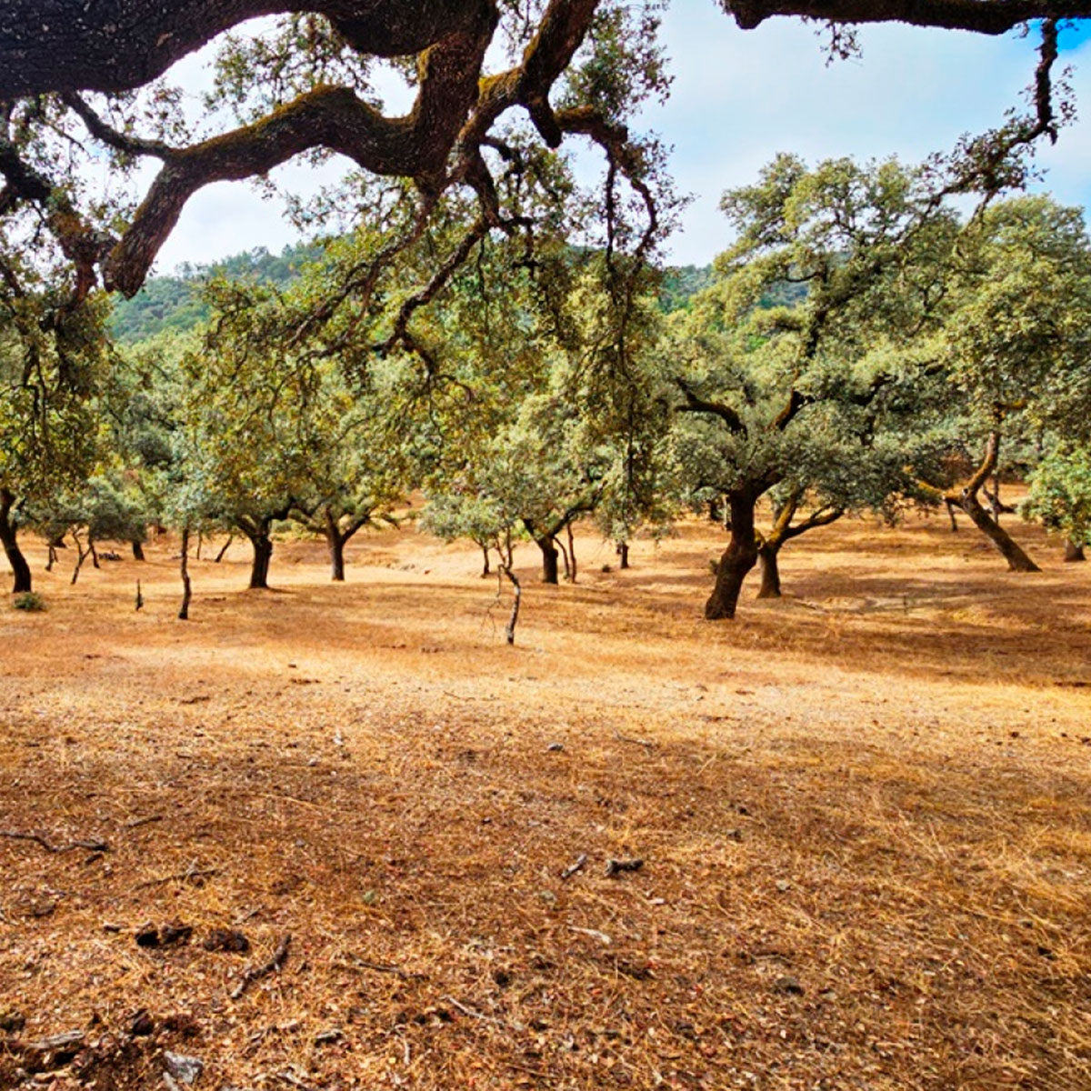finca3